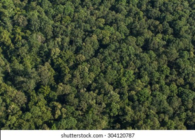 Aerial View Of The Forest In Poland