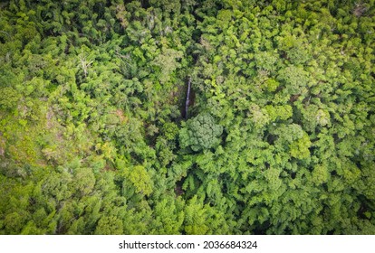 Aerial View Forest Tree Environment Nature Background, Waterfall On Green Forest Top View  Water Stream From The Hill From Above, Pine And Bamboo Forest Mountain Background