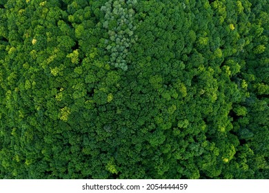 Aerial view of forest trees with green foliage on a mountain peak. The foliage of trees are very close to each other and form a very thick canopy 