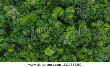 Aerial view forest trees, rainforest ecosystem and healthy environment concept and background, Texture view of green trees forest from above, in Aceh province, Indonesia