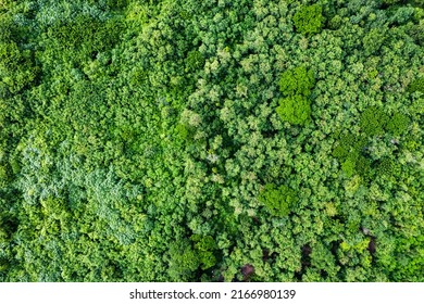 Aerial View Of Forestry Green Perennial Tree In Tropical Rainforest. Carbon Footprint And Decarbonisation Concept