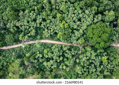 Aerial View Of Forestry Green Perennial Tree In Tropical Rainforest. Carbon Footprint And Decarbonisation Concept