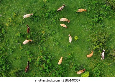 Aerial View Of Free Grazing Cows On A Natural Pastureland In A Europe. Dairy Farm. Growing Livestock. Animal Husbandry.