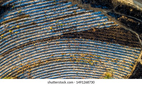 Aerial view. Furrows row pattern in a crop field.