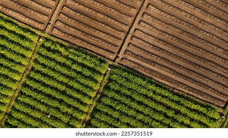 Aerial view of furrows row pattern in a plowed field prepared for planting crops in spring and rows of plants growing in vast fields with dark fertile soil. Agricultural landscape.