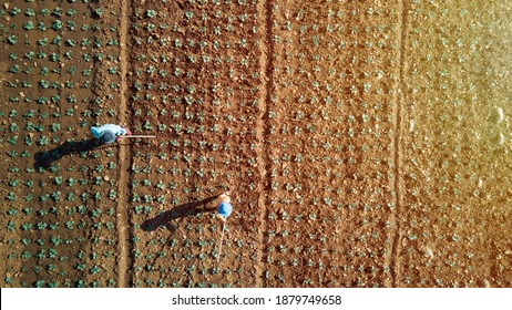 Aerial view of gardener working in cabbage garden .Drone shot flying