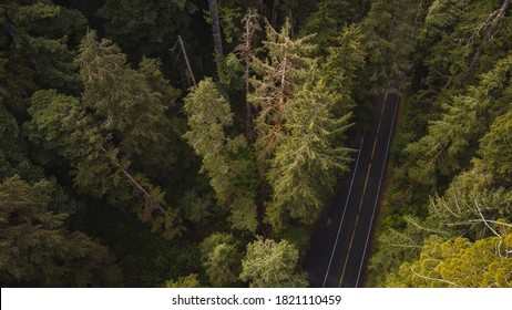 Aerial View Of Giant Redwood Trees On Newton B. Drury Scenic Parkway Road In Redwoods State And National Park, An American Park Famous For Its Spectacular Trees, Hikes, Drives, & Biological Diversity.