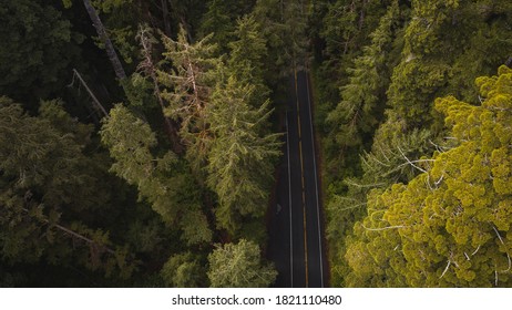 Aerial View Of Giant Redwood Trees On Newton B. Drury Scenic Parkway Road In Redwoods State And National Park, An American Park Famous For Its Spectacular Trees, Hikes, Drives, & Biological Diversity.