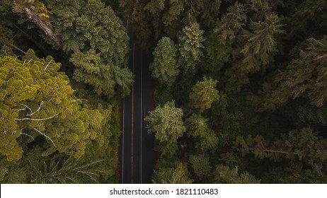 Aerial View Of Giant Redwood Trees On Newton B. Drury Scenic Parkway Road In Redwoods State And National Park, An American Park Famous For Its Spectacular Trees, Hikes, Drives, & Biological Diversity.