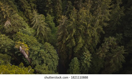 Aerial View Of Giant Redwood Trees On Newton B. Drury Scenic Parkway Road In Redwoods State And National Park, An American Park Famous For Its Spectacular Trees, Hikes, Drives, & Biological Diversity.