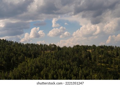 Aerial View Of Golden Pine Forest At Zlatibor Mountain In Serbia, Shot From Gondola Or Cable Car. Scenic View Of Zlatibor Mountain.