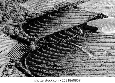 Aerial view of grapevine agriculture terraces near Villa Nova de Foz Coa, Portugal - Powered by Shutterstock