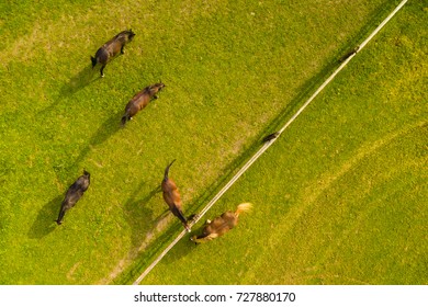 Aerial view of grazing horses on a meadow. Beautiful countryside scenery with horses from above. Background or texture concept.