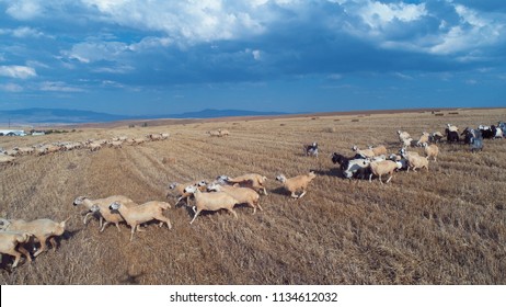 156,332 Sheep farming Images, Stock Photos & Vectors | Shutterstock