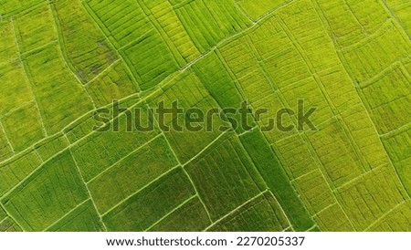 Similar – Aerial view of lush green rice field with small winding canal. Sustainable agriculture landscape. Sustainable rice farming. Rice cultivation. Green landscape. Organic farming. Sustainable land use.