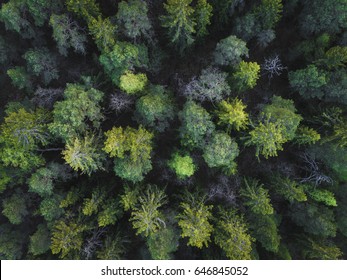 Aerial View Of Green Boreal Forest Filled With Spruce Trees