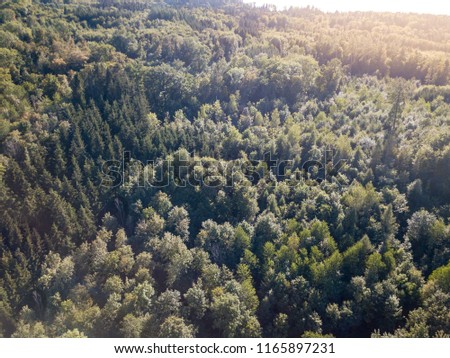 Similar – Image, Stock Photo leaf canopy Environment