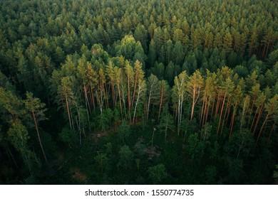 Aerial View Of Green Forest Landscape. Top View From High Attitude In Summer Evening. Drone View. Bird's Eye View.