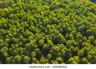 Aerial View Of Green Forest Landscape. Top View From High Attitude In Summer Evening. Natural Backdrop Background Of Deciduous Forest. Drone View. Bird's Eye View.