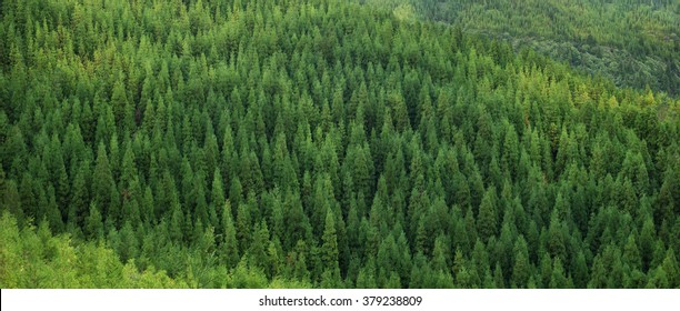 Aerial View Green Healthy Pine Spruce Evergreen Forest Sustainable Conservation Texture Pattern Background