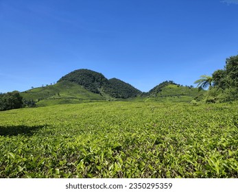 Aerial View of Green Lush Tea Plantation, with blue sky