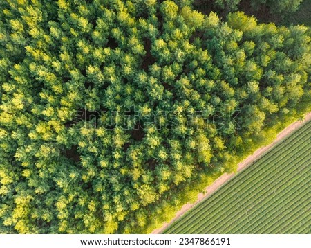 Aerial view of green and lush tree tops building a thick forest and straight rows of an adjacent mate field in the Province Misiones in Argentina