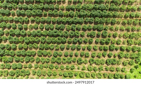 Aerial view of green mango trees on farm. Orchard, fruit trees - Powered by Shutterstock