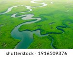 Aerial View of Green Mangrove Forest. Nature Landscape. Tropical Rainforest. Africa. Gambia. Senegal.