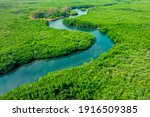 Aerial View of Green Mangrove Forest. Nature Landscape. Tropical Rainforest. Africa. Gambia. Senegal.