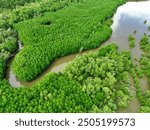 Aerial view green mangrove forest. Natural carbon sinks. Mangroves trees capture CO2. Blue carbon ecosystems. Mangroves absorb carbon dioxide emissions and mitigating global warming. Green ecosystem.