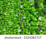 Aerial view green mangrove forest. Natural carbon sinks. Mangroves trees capture CO2. Blue carbon ecosystems. Mangroves absorb carbon dioxide emissions and mitigating global warming. Green ecosystem.