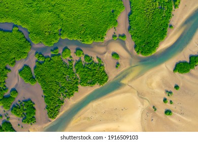 Aerial View Of Green Mangrove Forest. Nature Landscape. Amazon River. Amazon Rainforest. South America.