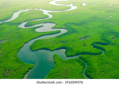 Aerial View of Green Mangrove Forest. Nature Landscape. Tropical Rainforest. Africa. Gambia. Senegal.