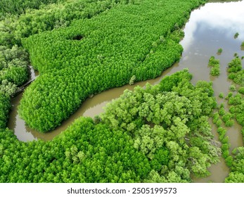 Aerial view green mangrove forest. Natural carbon sinks. Mangroves trees capture CO2. Blue carbon ecosystems. Mangroves absorb carbon dioxide emissions and mitigating global warming. Green ecosystem. - Powered by Shutterstock