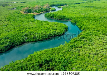 Aerial View of Green Mangrove Forest. Nature Landscape. Tropical Rainforest. Africa. Gambia. Senegal.