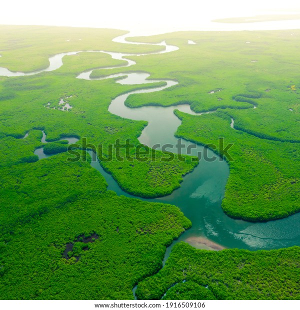 Aerial View of Green\
Mangrove Forest. Nature Landscape. Amazon River. Amazon Rainforest.\
South America.
