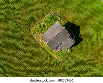 Aerial View - Green Paddy Field From Above