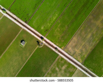 Aerial View - Green Paddy Field from above
