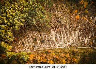 Aerial View Green Pine Forest In Deforestation Area Landscape. Top View Of European Nature From High Attitude In Autumn Season. Drone View. Bird's Eye View A Logging Zone Cuts Through Forest.