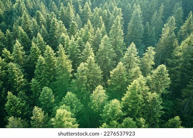 Aerial view of green pine forest with dark spruce trees. Nothern woodland scenery from above