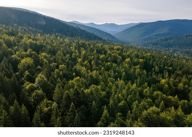 Aerial view of green pine forest with dark spruce trees covering mountain hills. Nothern woodland scenery from above - Powered by Shutterstock