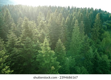 Aerial view of green pine forest with dark spruce trees. Nothern woodland scenery from above - Powered by Shutterstock