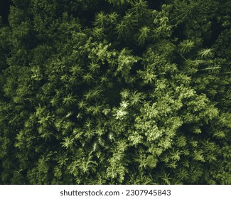 Aerial view of green pine tree forest in germany shot top down from a drone perspective. Woodland nature background. Enviroment preserving oxygen producing. Earth nature resvere.
