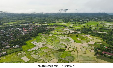 Aerial View Green Rice Fields Nature Agricultural Farm Background Rural, Top View Rice Field From Above With Pathway Agricultural Parcels Of Different Crops In Green View Mountain At Countryside