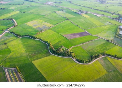 Aerial View Of Green Rice Paddy Field, Farming Cultivation In Agricultural Land At Countryside. Export Products Of Southeast Asia