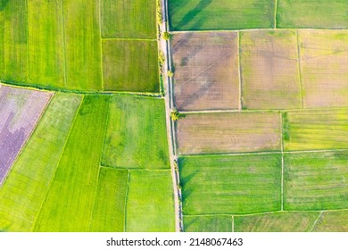 Aerial View Of Green Rice Paddy Field, Farming Cultivation In Agricultural Land At Countryside. Export Products Of Southeast Asia