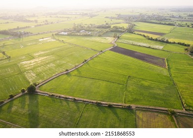 Aerial View Of Green Rice Paddy Field, Farming Cultivation In Agricultural Land At Countryside. Export Products Of Southeast Asia