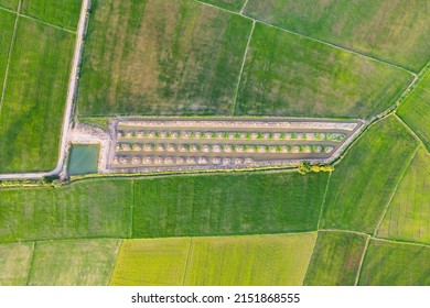 Aerial View Of Green Rice Paddy Field, Farming Cultivation In Agricultural Land At Countryside. Export Products Of Southeast Asia