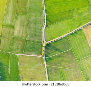 Aerial View Of Green Rice Paddy Field, Farming Cultivation In Agricultural Land At Countryside. Export Products Of Southeast Asia