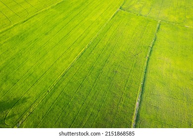 Aerial View Of Green Rice Paddy Field, Farming Cultivation In Agricultural Land At Countryside. Export Products Of Southeast Asia